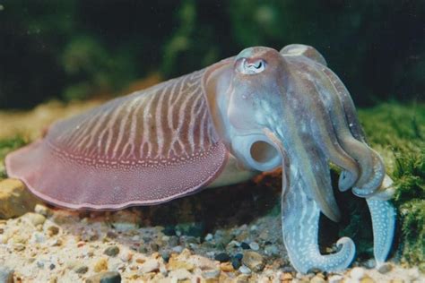 cuttlefish | Fish pet, Cuttlefish, Creatures