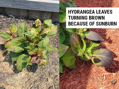 Why Are My Hydrangea Leaves Turning Brown? – World of Garden Plants