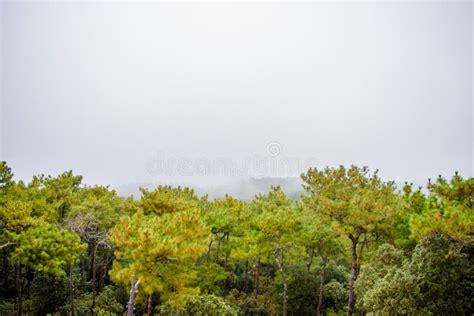 Shillong View Point, Laitkor Peak Shillong Meghalaya India. Stock Photo ...