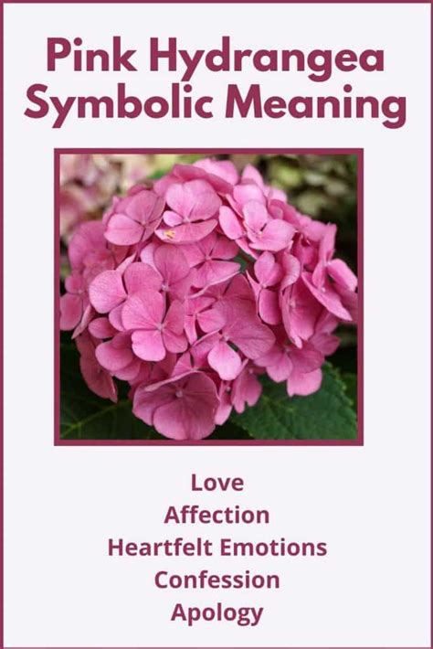 Pink Hydrangea Flower Meaning & Symbolism