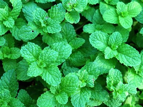 14 Medicinal Herbs You Can Grow in Your Backyard | Reader's Digest