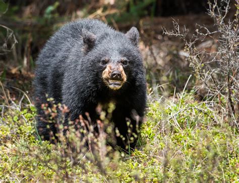 Colorado Parks and Wildlife Say a Bear Attack Killed a Woman