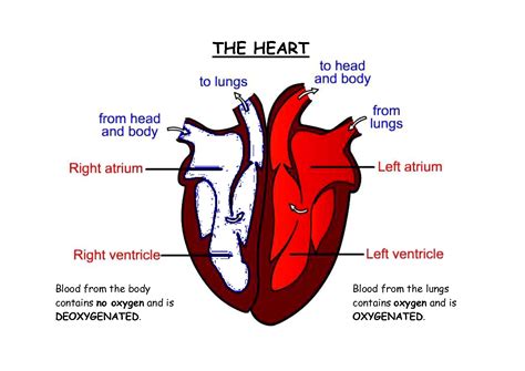 Cat Heart Diagram Labeled