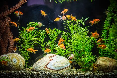 The Best Goldfish Tank Plants - Plants They Won't Destroy