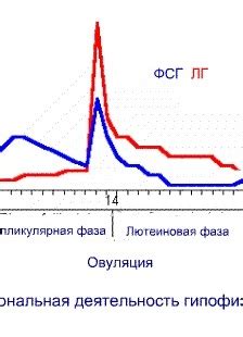 LH and FSH - the ratio