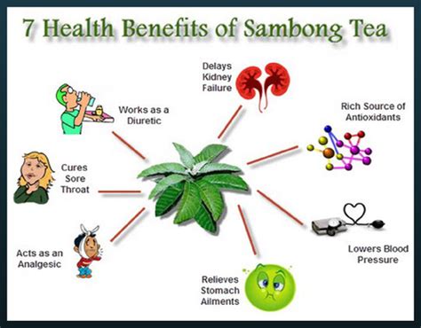 7 Health Benefits of Sambong Tea | Sambong, Health, Health benefits