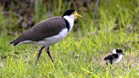 Experts urge tolerance during masked plover’s nesting season | The Mercury