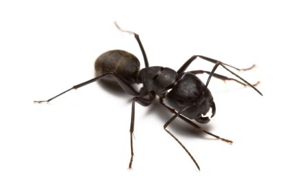 Carpenter Ants Control Carpenter Ant Removal - Pest Control Olympia Lacey Exterminator