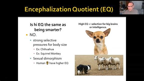 ANTHR 1-Ch 14-02 Encephalization Quotient & Brain Evolution - YouTube