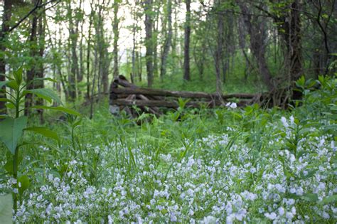 10 Beautiful Spring Flower Photos - Blue Ridge Mountain Life