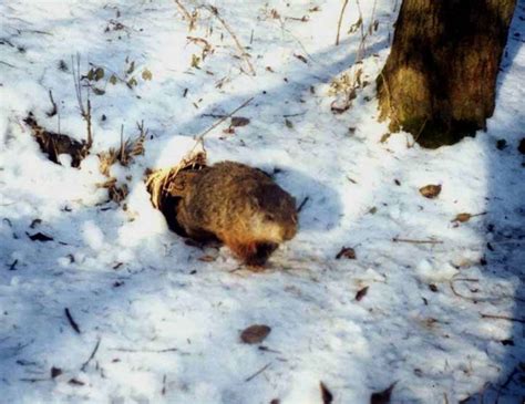 Why do groundhogs emerge on February 2 if it's not to predict the weather?