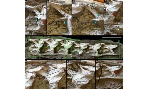 Three fossils shed light on dinosaurs in China