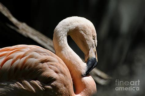 The Sacred Old Flamingoes Photograph by Lois Bryan - Fine Art America