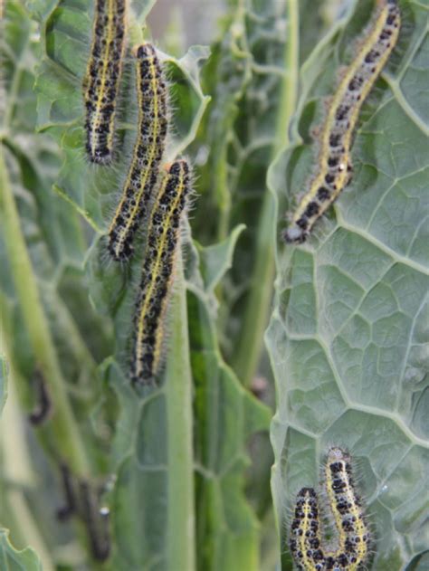 10 Ways to Control Cabbage Moths - Lettuce Grow Something