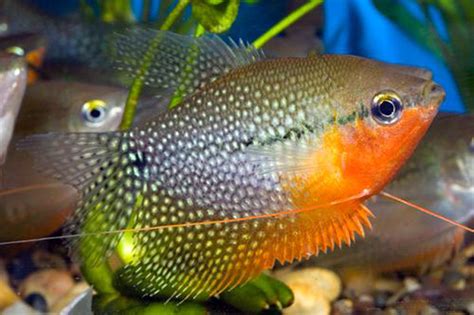 Pearl Gourami Fish | Arizona Aquatic Gardens