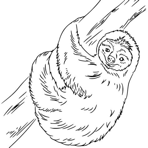 Sloth Outline Coloring Page