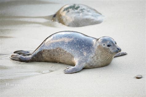 Pacific harbor seal, Phoca vitulina richardsi, La Jolla, California