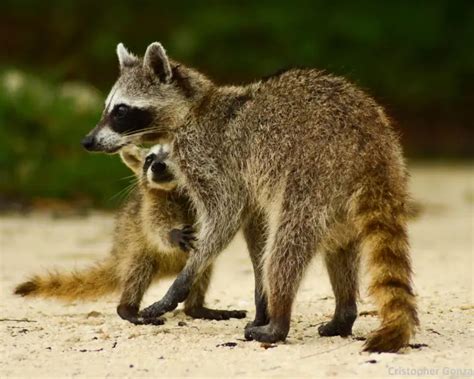 Cozumel Raccoon | Zoopedia Wiki | Fandom