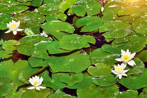 Controlling Water Lilies In Ponds – How To Stop Water Lilies From Spreading