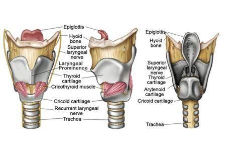 Airway Anatomy Diagram | Quizlet