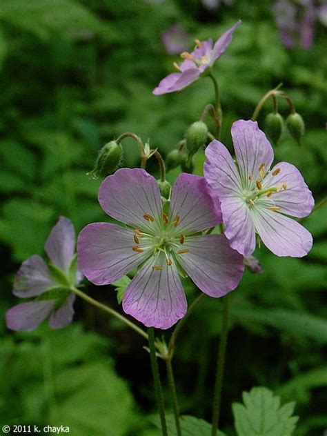 Wild Geranium Geranium Maculatum Plant Care Guide