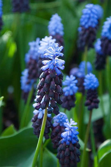 9 of the Best Grape Hyacinth Varieties for the Garden | Gardener’s Path