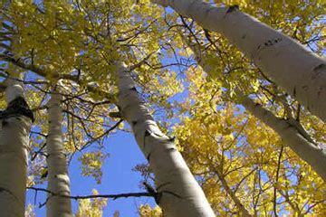 Pando the Tree - Pando Populus