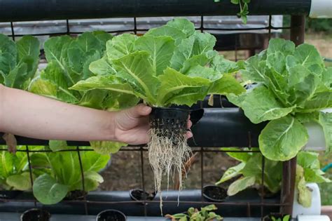 Hydroponic Lettuce - How to Grow Lettuce Hydroponically | Constant Delights