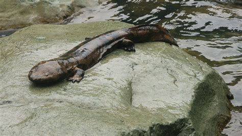 Chinese Giant Salamander | Reptiles and Amphibians | Pinterest | Chinese giant salamander ...