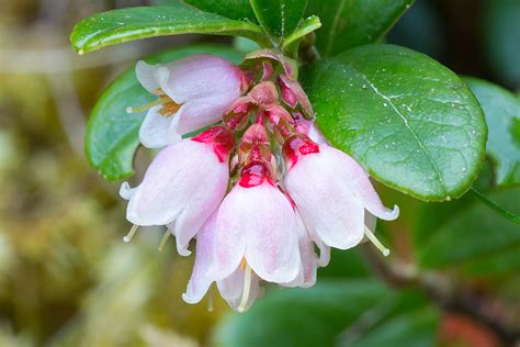 Get to Know These 6 Common Alpine Plants and Flowers in New Hampshire | Appalachian Mountain Club