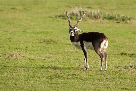 Blackbuck Antelope Gallery | Cold Creek Ranch