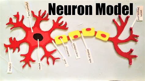 Neuron Cell Model