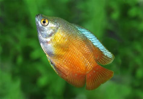 Dwarf Gourami Care Guide: Colors, Tank Mates and More… - Everything ...