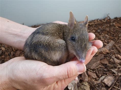 Forget the Easter Bunny and adopt an Eastern Barred Bandicoot this Easter! These cute little ...