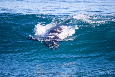 Warrnambool Whale Watching - Lady Bay Resort