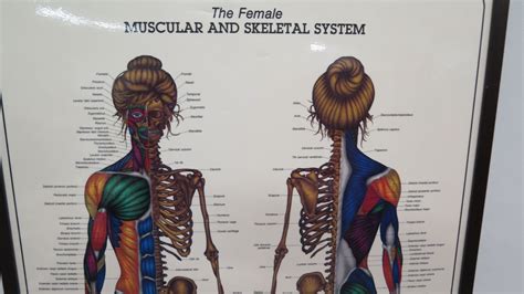 Large Framed Female Muscular & Skeletal System by Bruce Aigra '84 Anatomy Series 25" x 34 ...