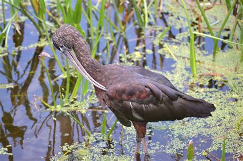 glossy Ibis breeding color DSC_0235 AdP « Audubon Everglades