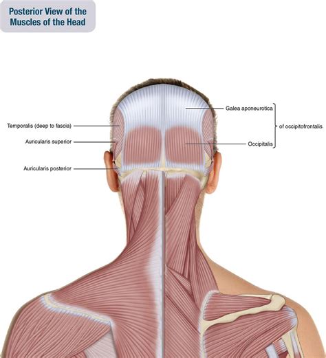 Back Of Skull Anatomy : Lecture 5--Axial Skeletal System at University ...