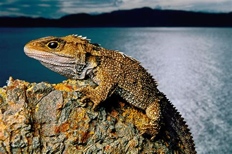 Tuataras, the "Living Fossil" Reptiles