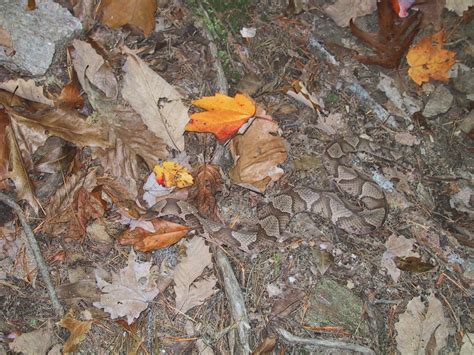 Free picture: copperhead, snake