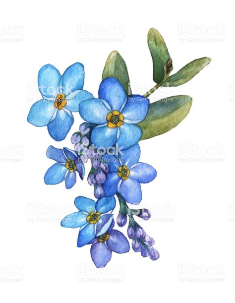 Forget-me-not flowers bouquet. Blue wild flower. Watercolor hand ...