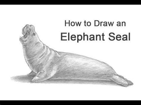 How To Draw An Elephant Seal - Crazyscreen21