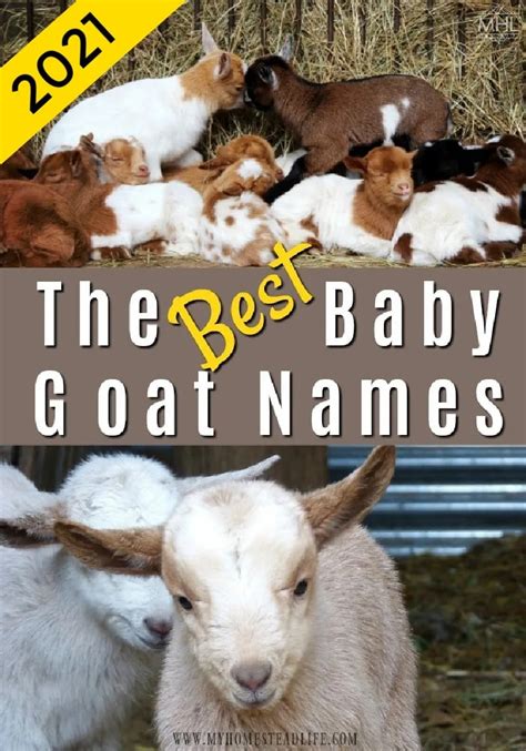 The Best Baby Goat Names For 2021! - My Homestead Life