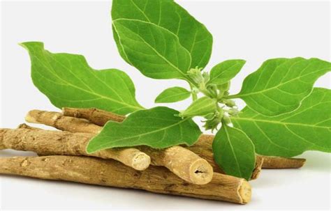 The Ultimate Guide to Ashwagandha Plant Benefits | Fitnesshealthblog.org