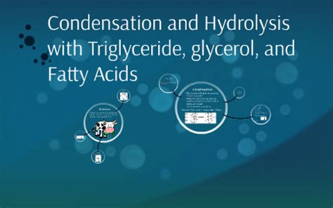 Condensation and Hydrolysis with Triglyceride, glycerol, and by Wendy ...