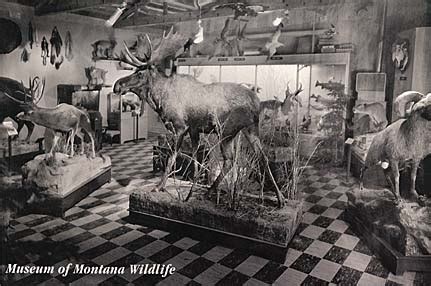 Museum of Montana Wildlife