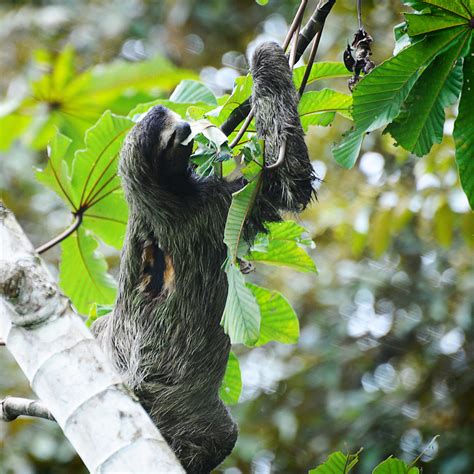 A sloth eating leaves in one of the trees on the grounds o… | Flickr