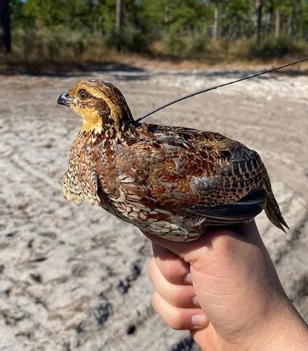 When It Comes To Hunting, Are You Smarter Than Wild Bobwhite Quail? Maybe Not. | Shotgun Life