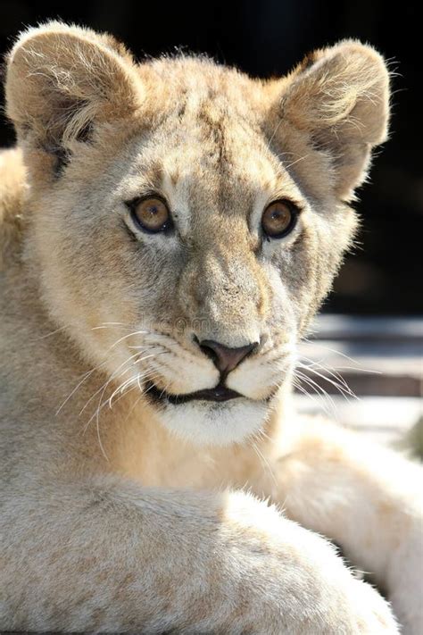 Baby Lion cub crying stock image. Image of wild, king - 4274065