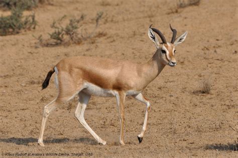 Wildlife - Travel Guru! The Sahara Desert